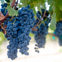 PV-Grapes-crop